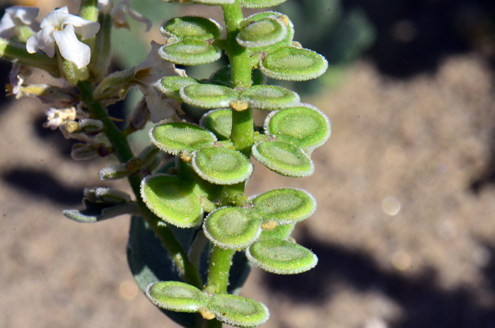 Spectaclepod is so named because of its spectacular fruits resembling a pair of round eyeglasses. All members of the genus have similar fruits. Dimorphocarpa wislizeni 